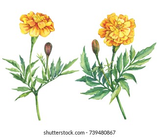 Set yellow flowers Tagetes patula  the French marigold (Tagetes erecta  Mexican marigold)  Garden flowering plant  Watercolor hand drawn painting illustration isolated white background 