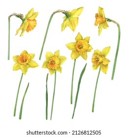 Set of yellow narcissus flowers (daffodil, easter bell, jonquil, lenten lily). Floral botanical picture. Hand drawn watercolor painting illustration isolated on white background.