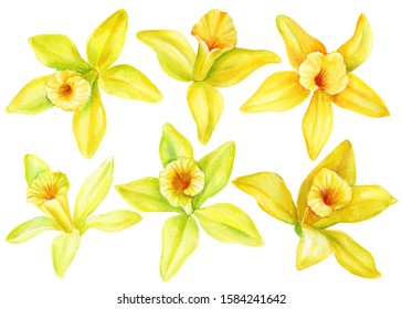 Set Of Yellow Orchid Flowers, Vanilla On An Isolated White Background, Watercolor Botanical Painting