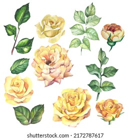 Set Of Yellow Roses And Leaves.watercolor Flowers