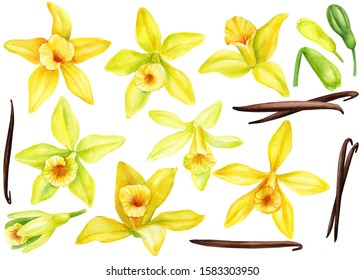 Set Of Yellow Vanilla Flowers Orchid, Buds, Pods On An Isolated White Background, Watercolor Drawing