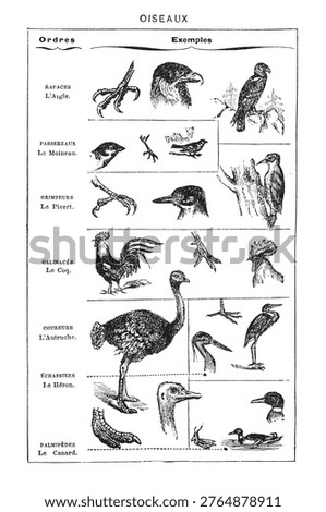 Seven bird orders through examples like an eagle, sparrow, woodpecker, rooster, ostrich, heron, and duck, highlighting their distinctive anatomical features, old vintage illustration, 1897.