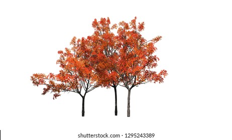 Several  Japanese Maple Trees In Autumn - Isolated On White Background - 3D Illustration