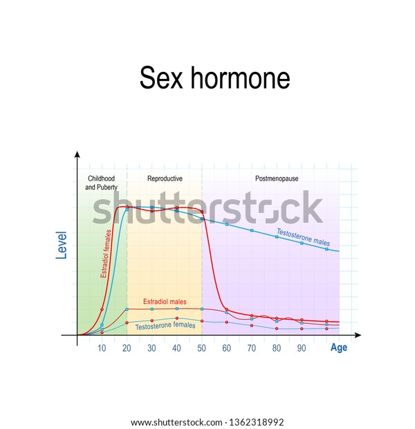 Sex Hormones Ageing Levels Testosterone Males 스톡 일러스트 1362318992 6388