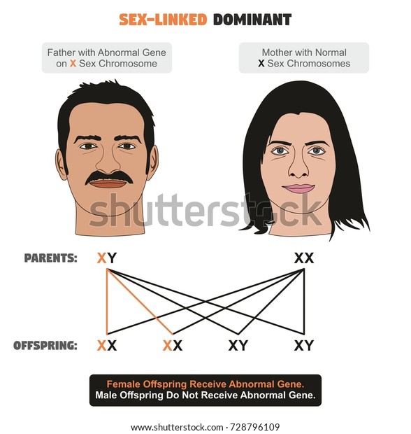 Suchen Sie Nach Geschlechts Verknupfte Dominant Hereditary Trait Infografik Zeigt Vater Stockbildern In Hd Und Millionen Weiteren Lizenzfreien Stockfotos Illustrationen Und Vektorgrafiken In Der Shutterstock Kollektion Jeden Tag Werden Tausende Neue