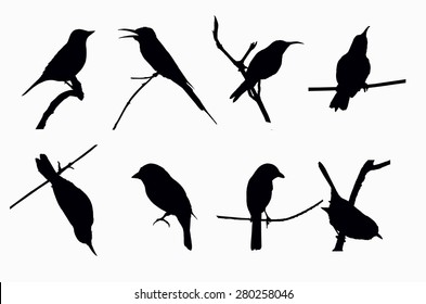 Bird Shadows