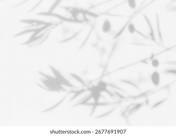 Shadow of olive tree fruit overlay on white wall. Sunlight effect shadow on the wall. Minimal blurred backdrop backgrounds. Summer tropical surface background.