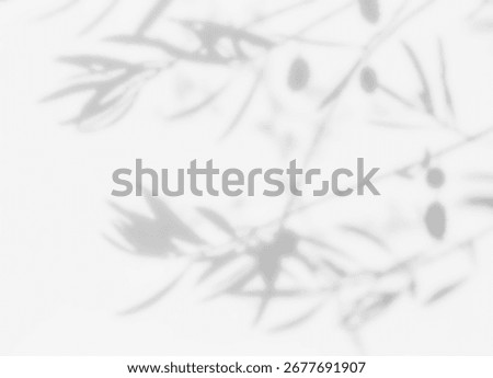 Shadow of olive tree fruit overlay on white wall. Sunlight effect shadow on the wall. Minimal blurred backdrop backgrounds. Summer tropical surface background.