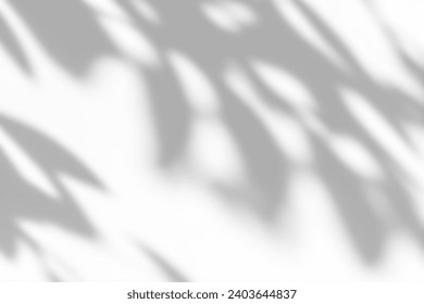Shadow overlay effect on white background. Abstract sunlight background with organic botanical shadows from plants, leaves, and branches.