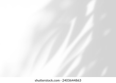 Shadow overlay effect on white background. Abstract sunlight background with organic botanical shadows from plants, leaves, and branches.