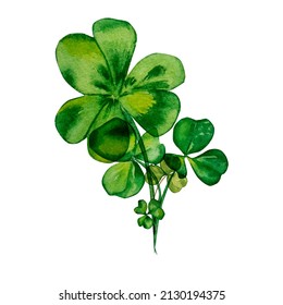 Shamrock And Clover Watercolor Composition, On White Background