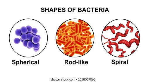 789 Spiral shaped bacteria Images, Stock Photos & Vectors | Shutterstock