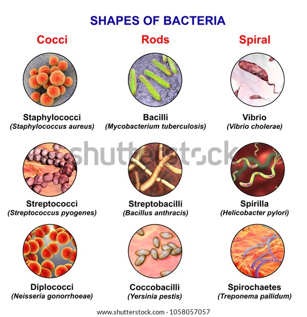 Shapes Bacteria Spherical Rodlike Spiral Bacteria Stock Illustration ...