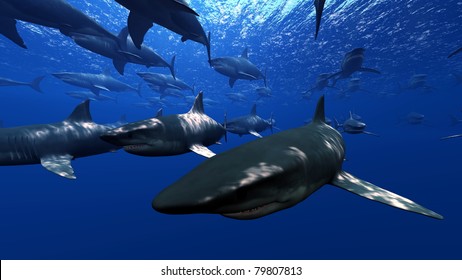 shark