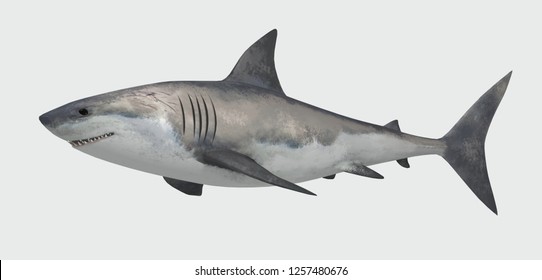 
Shark Fish Isolated On White Background. 3d Illustration.