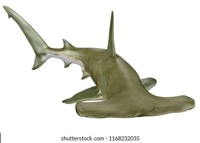 Shark Hammerhead 3d Illustration