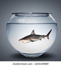 Shark Inside A Fish Bowl Illustration Artwork