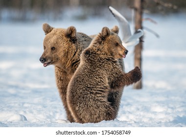 She-bear and bear cub in winter forest. Natural habitat. Brown bear, Scientific name: Ursus Arctos Arctos.