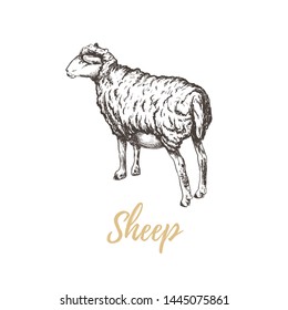 Sheep Illustration Sheep Hand Drawing Sheep Stock Illustration ...