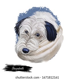 Sheepadoodle Dog Digital Art Illustration Isolated On White. Cute Canine Puppy Animal, Pet Shop Emblem, T-shirt Print Design. Old English Sheepdog And Poodle, Mixed Cross Breed Hand Drawn Portrait