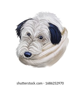 Sheepadoodle Dog Digital Art Illustration Isolated On White. Cute Canine Puppy Animal, Pet Shop Emblem, T-shirt Print Design. Old English Sheepdog And Poodle, Mixed Cross Breed Hand Drawn Portrait