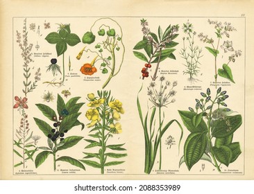A sheet of antique botanical lithography of the 1890s-1900s with images of plants. Copyright has expired on this artwork. Digitally restored.