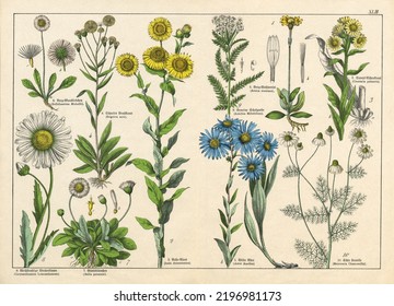 A sheet of antique botanical lithography of the 1890s-1900s with images of plants. Copyright has expired on this artwork. Digitally restored.