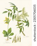 A sheet of antique botanical lithography from an old German book Kräuterbuch, 1914 with images of plants. Copyright has expired on this artwork. Digitally restored.