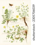 A sheet of antique botanical lithography from an old German book Kräuterbuch, 1914 with images of plants. Copyright has expired on this artwork. Digitally restored.