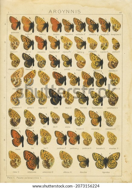 A sheet of 
antique lithography with butterflies from the book 