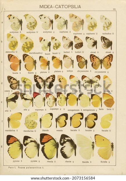 A sheet of \
antique lithography with butterflies from the book \