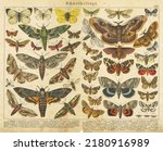 A sheet of antique watercolor Victorian lithography depicting butterflies, the work of the late 19th century. Copyright has expired on this artwork. Digitally restored.