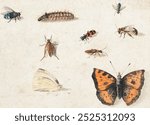 Sheet of Studies of Nine Insects (1660-1665) by Jan van Kessel. Vintage Sheet of Studies of Nine Insects art drawing illustration, old Sheet of Studies of Nine Insects painting art print.