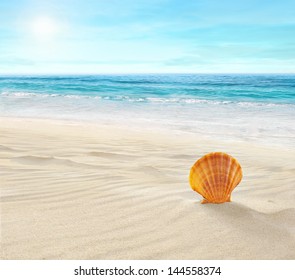 Shell On Tropical Beach