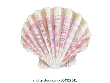 Shell Watercolor