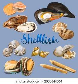 shellfish clam crustacean mollusc illustration