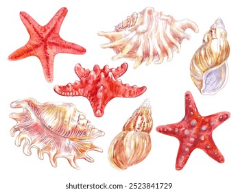 Shells   sea