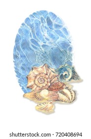 Shells and sea in oval. Hand drawing pencils
