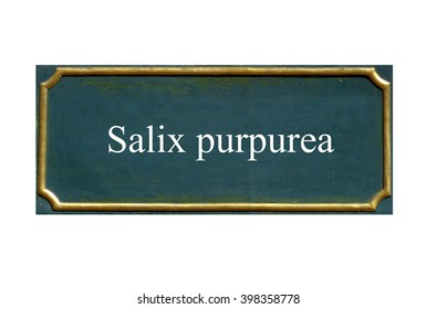 Shield: Salix Purpurea, Translation: Purple Willow