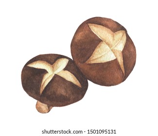 Shiitake Mushroom Isolated On White Background. Watercolor Illustration Of A Food.