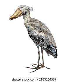 The Shoebill, Balaeniceps Rex, Realistic Drawing, Illustration For Bird Encyclopedia, Isolated Image On White Background