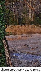 Shoreline View And Salt Marsh, Chesapeake Bay, Illustration 