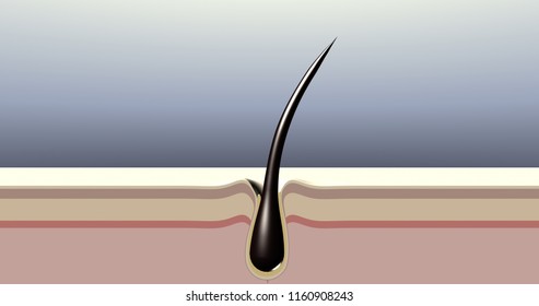 Short Hair Follicle. Cross Section 3d Rendered Illustration.