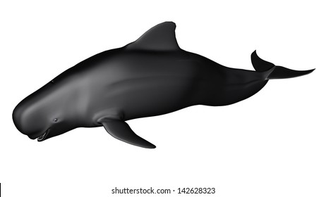 Short-finned Pilot Whale 