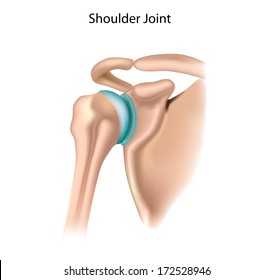 Shoulder Anatomy