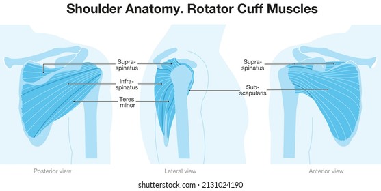 Shoulder Anatomy. Rotator Cuff Muscles. Blue Version. Labeled