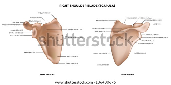 肩甲骨 肩甲骨 前後の詳細な医療イラスト ラテン語の医学用語 白い背景に のイラスト素材