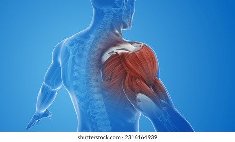 shoulder muscle pain and injury 3d illustration