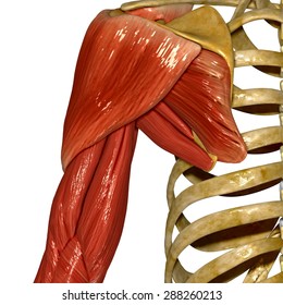 Shoulder Muscles