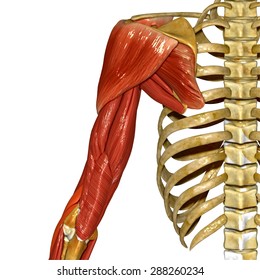 Similar Images, Stock Photos & Vectors of Human Muscle Body With ...